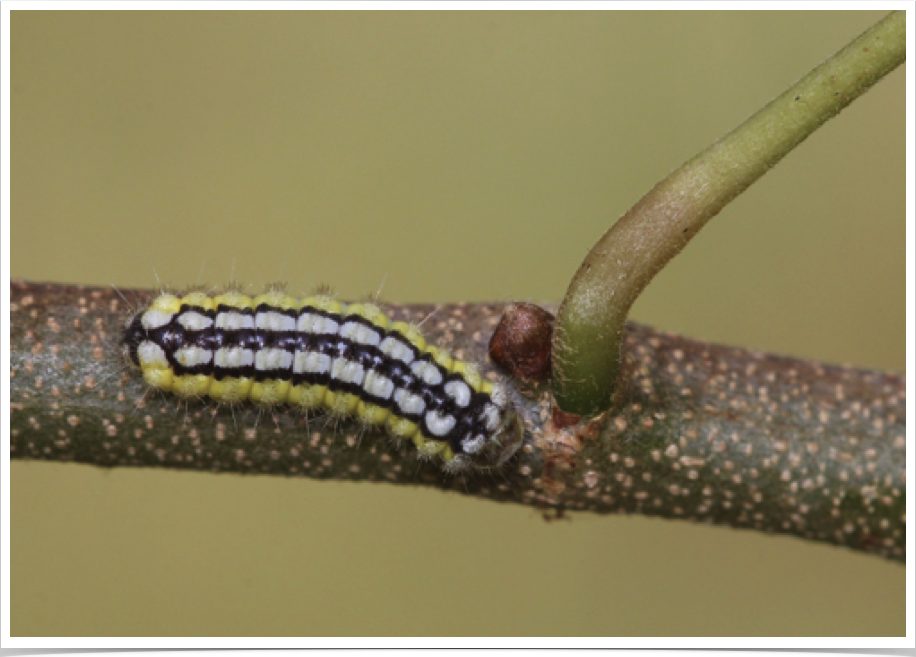 Neoprocris floridana
Laurelcherry Smoky Moth
Marengo County, Alabama